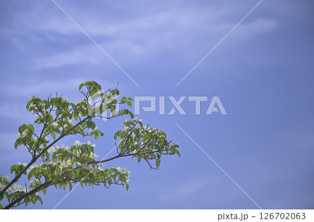 野に咲くヤマボウシ 126702063