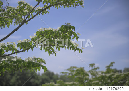 野に咲くヤマボウシ 野に咲くヤマボウシ 126702064