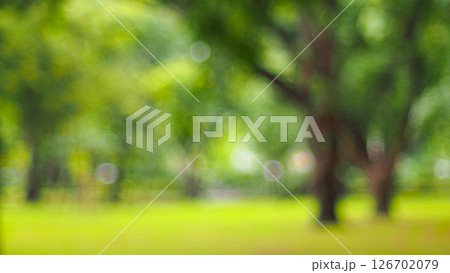 a blurred photo of a green park or forest scene, with soft focus on trees and grass. It has a peaceful, dreamy atmosphere a blurred photo of a green park or forest scene, with soft focus on trees and grass. It has a peaceful, dreamy atmosphere 126702079