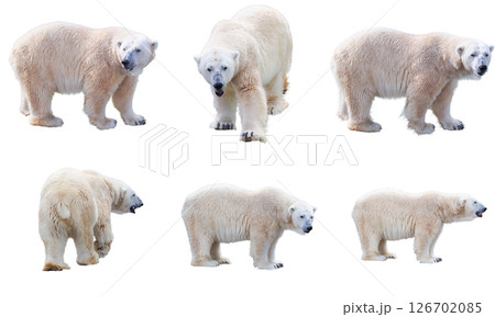 Collection of polar bear cutouts in various standing and walking poses, isolated on white background. 126702085