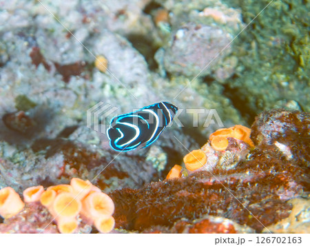美しいサザナミヤッコ(キンチャクダイ科)の幼魚他。 ヒリゾ浜中木南伊豆町伊豆半島静岡県2024 美しいサザナミヤッコ(キンチャクダイ科)の幼魚他。 ヒリゾ浜中木南伊豆町伊豆半島静岡県2024 126702163