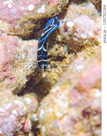 美しいサザナミヤッコ(キンチャクダイ科)の幼魚他。 ヒリゾ浜中木南伊豆町伊豆半島静岡県2024 美しいサザナミヤッコ(キンチャクダイ科)の幼魚他。 ヒリゾ浜中木南伊豆町伊豆半島静岡県2024 126702164