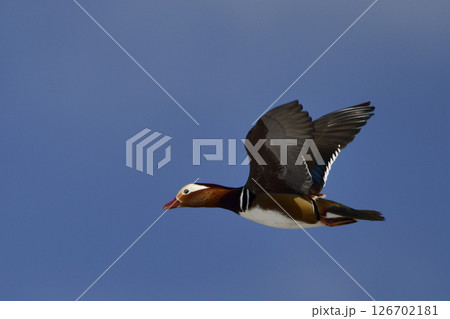 オシドリの飛翔 126702181