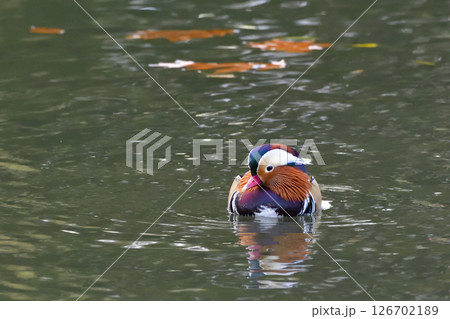 池を優雅に泳ぐ雄のオシドリ 126702189