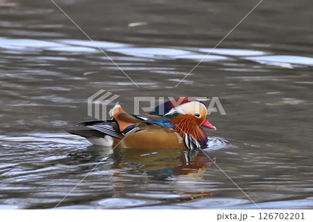 池を優雅に泳ぐ雄のオシドリ 126702201