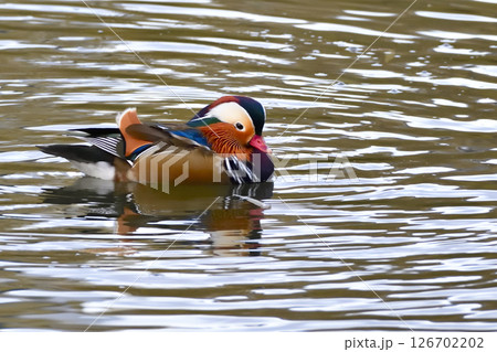 池を優雅に泳ぐ雄のオシドリ 126702202