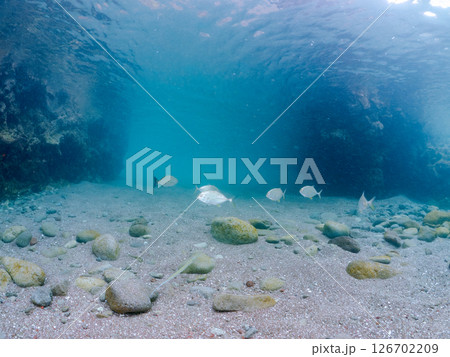 キビナゴの大群を襲う美しいギンガメアジ（アジ科）の群れ。 ヒリゾ浜中木南伊豆町伊豆半島静岡県2024 126702209