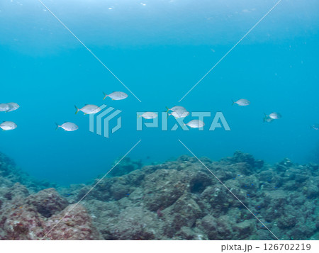 キビナゴの大群を襲う美しいギンガメアジ（アジ科）の群れ。 ヒリゾ浜中木南伊豆町伊豆半島静岡県2024 126702219
