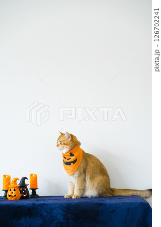 close up gold british cat with wearing pumpkin halloween concept 126702241