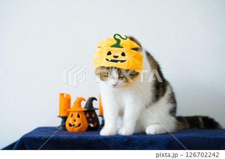 close up scottish cat with wearing pumpkin halloween concept 126702242