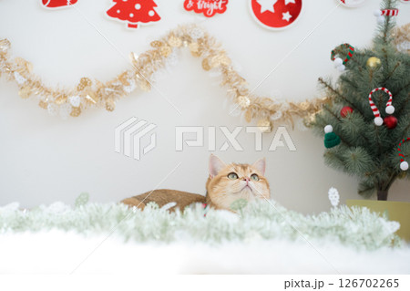 winter holiday and cat concept with british cat wear silk scarf and play with pine and christmas tree decorate background 126702265