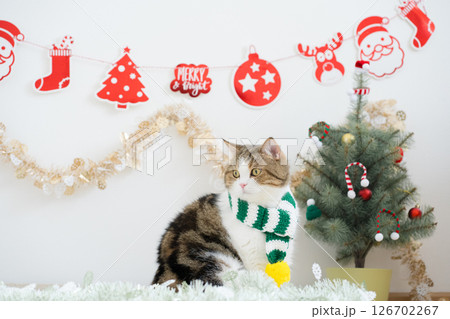 winter holiday and cat concept with scottish cat wear silk scarf and play with pine and christmas tree decorate background 126702267