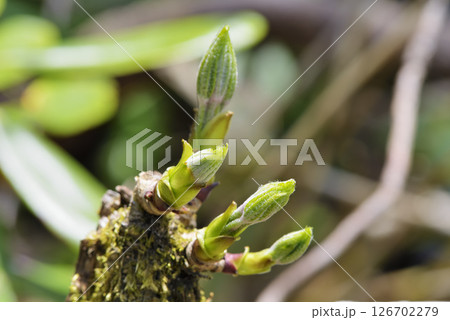 コシアブラ コシアブラ 126702279