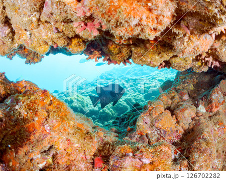水中洞窟の美しいイシガキダイ（イシダイ科）他 ヒリゾ浜中木南伊豆町伊豆半島静岡県2024 126702282