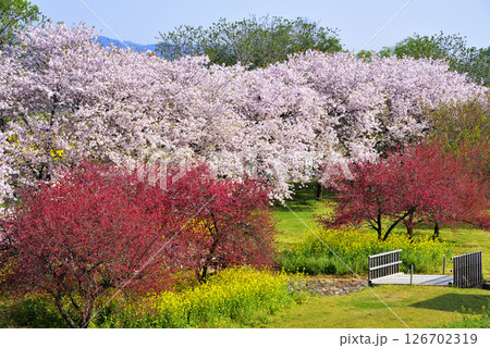 千曲川河川公園の桜 126702319