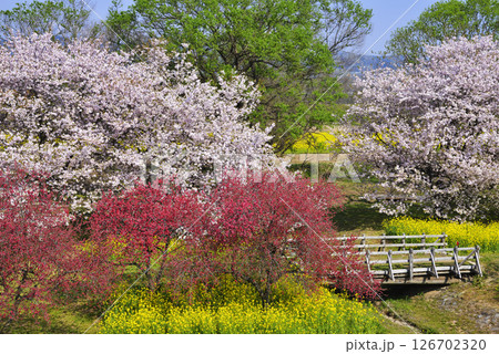 千曲川河川公園の桜 126702320