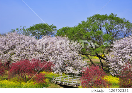 千曲川河川公園の桜 126702321