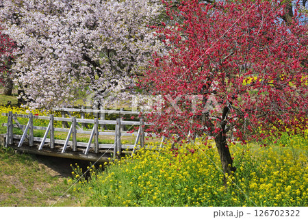 千曲川河川公園の桜 126702322