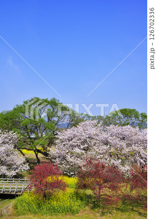 千曲川河川公園の桜 126702336