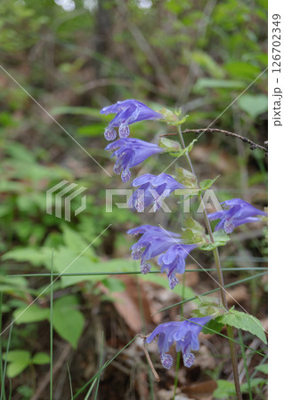 ラショウモンカズラ/2輪ずつ並んだ唇型の花【山野草・シソ科】長野県・5月 ラショウモンカズラ/2輪ずつ並んだ唇型の花【山野草・シソ科】長野県・5月 126702349
