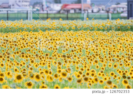 <安曇野>新村ひまわり畑 松本大学正門横のひまわり畑 <安曇野>新村ひまわり畑 松本大学正門横のひまわり畑 126702353