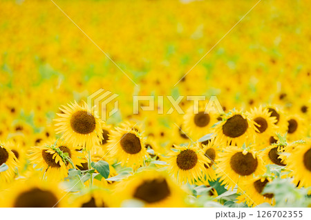 <安曇野>新村ひまわり畑 松本大学正門横のひまわり畑 <安曇野>新村ひまわり畑 松本大学正門横のひまわり畑 126702355