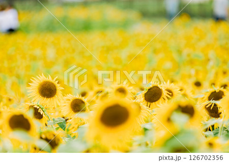 ＜安曇野＞新村ひまわり畑　松本大学正門横のひまわり畑 126702356