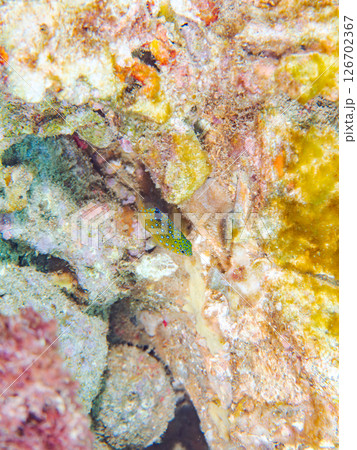 星空のように美しいルリホシスズメダイの幼魚。静岡県伊豆半島賀茂郡南伊豆町中木ヒリゾ浜2024 星空のように美しいルリホシスズメダイの幼魚。静岡県伊豆半島賀茂郡南伊豆町中木ヒリゾ浜2024 126702367