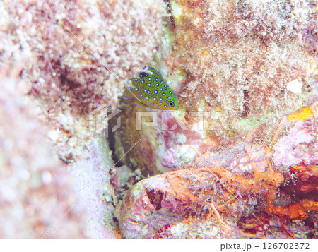 星空のように美しいルリホシスズメダイの幼魚。静岡県伊豆半島賀茂郡南伊豆町中木ヒリゾ浜2024 星空のように美しいルリホシスズメダイの幼魚。静岡県伊豆半島賀茂郡南伊豆町中木ヒリゾ浜2024 126702372