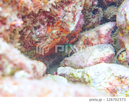 星空のように美しいルリホシスズメダイの幼魚。静岡県伊豆半島賀茂郡南伊豆町中木ヒリゾ浜2024 星空のように美しいルリホシスズメダイの幼魚。静岡県伊豆半島賀茂郡南伊豆町中木ヒリゾ浜2024 126702373