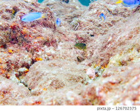 星空のように美しいルリホシスズメダイの幼魚。静岡県伊豆半島賀茂郡南伊豆町中木ヒリゾ浜2024 126702375
