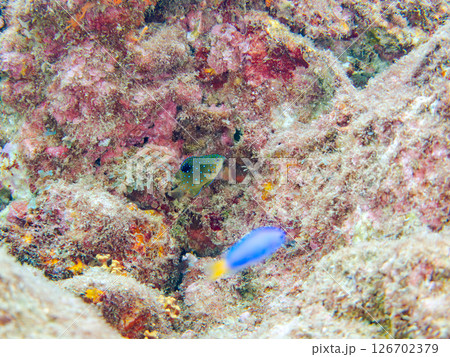 星空のように美しいルリホシスズメダイの幼魚。静岡県伊豆半島賀茂郡南伊豆町中木ヒリゾ浜2024 126702379