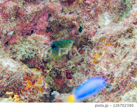 星空のように美しいルリホシスズメダイの幼魚。静岡県伊豆半島賀茂郡南伊豆町中木ヒリゾ浜2024 126702380