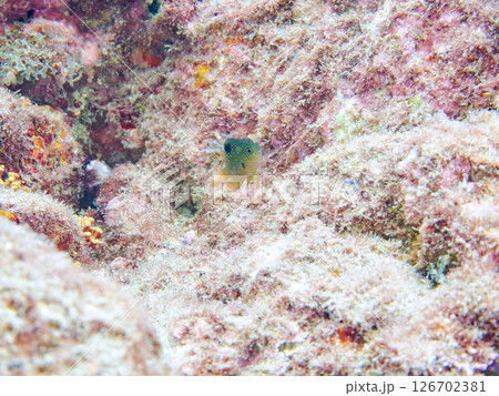 星空のように美しいルリホシスズメダイの幼魚。静岡県伊豆半島賀茂郡南伊豆町中木ヒリゾ浜2024 126702381