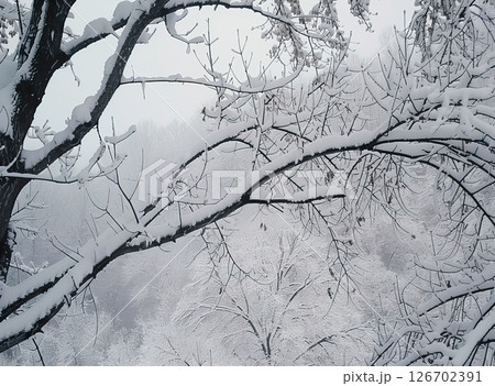 Snow-covered branches of trees in a winter landscape. The scene is serene and quiet, with a thick layer of snow blanketing the ground and trees. Snow-covered branches of trees in a winter landscape. The scene is serene and quiet, with a thick layer of snow blanketing the ground and trees. 126702391