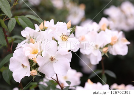 白い薔薇の花 126702392