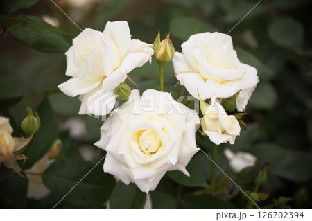白い薔薇の花 白い薔薇の花 126702394