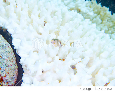白化現象のサンゴと可愛いメガネゴンベの幼魚他 ヒリゾ浜中木南伊豆町伊豆半島静岡県2024 126702408