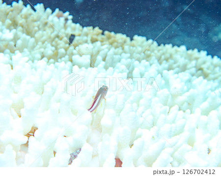 白化現象のサンゴと可愛いメガネゴンベの幼魚他 ヒリゾ浜中木南伊豆町伊豆半島静岡県2024 126702412