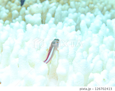 白化現象のサンゴと可愛いメガネゴンベの幼魚他 ヒリゾ浜中木南伊豆町伊豆半島静岡県2024 白化現象のサンゴと可愛いメガネゴンベの幼魚他 ヒリゾ浜中木南伊豆町伊豆半島静岡県2024 126702413