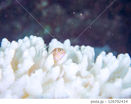 白化現象のサンゴと可愛いメガネゴンベの幼魚他 ヒリゾ浜中木南伊豆町伊豆半島静岡県2024 126702414