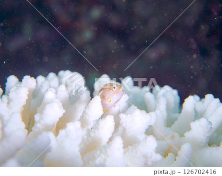 白化現象のサンゴと可愛いメガネゴンベの幼魚他 ヒリゾ浜中木南伊豆町伊豆半島静岡県2024 126702416