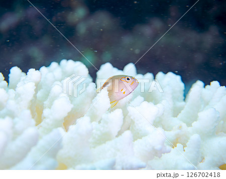 白化現象のサンゴと可愛いメガネゴンベの幼魚他 ヒリゾ浜中木南伊豆町伊豆半島静岡県2024 126702418