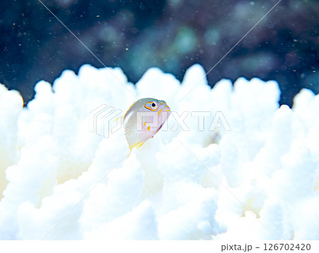 白化現象のサンゴと可愛いメガネゴンベの幼魚他 ヒリゾ浜中木南伊豆町伊豆半島静岡県2024 白化現象のサンゴと可愛いメガネゴンベの幼魚他 ヒリゾ浜中木南伊豆町伊豆半島静岡県2024 126702420