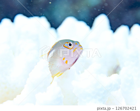 白化現象のサンゴと可愛いメガネゴンベの幼魚他 ヒリゾ浜中木南伊豆町伊豆半島静岡県2024 126702421