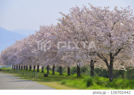 小布施の桜並木 126702442