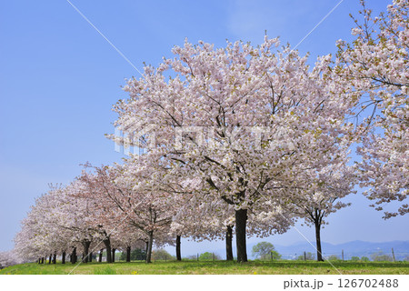 小布施の桜並木 126702488