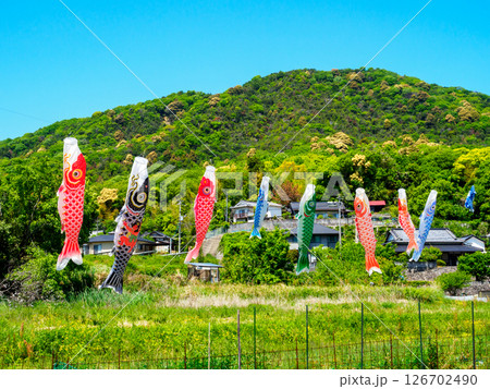 新緑を背景に風になびく鯉のぼり 新緑を背景に風になびく鯉のぼり 126702490