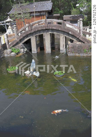 知立神社、錦鯉の泳ぐ池 知立神社、錦鯉の泳ぐ池 126702526