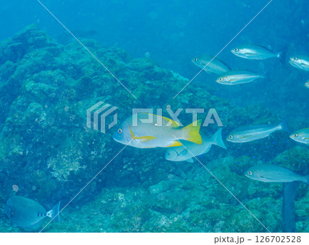 美しいフエダイ、イスズミ、イサキ他の群れ, ヒリゾ浜中木南伊豆町伊豆半島静岡県2024 126702528